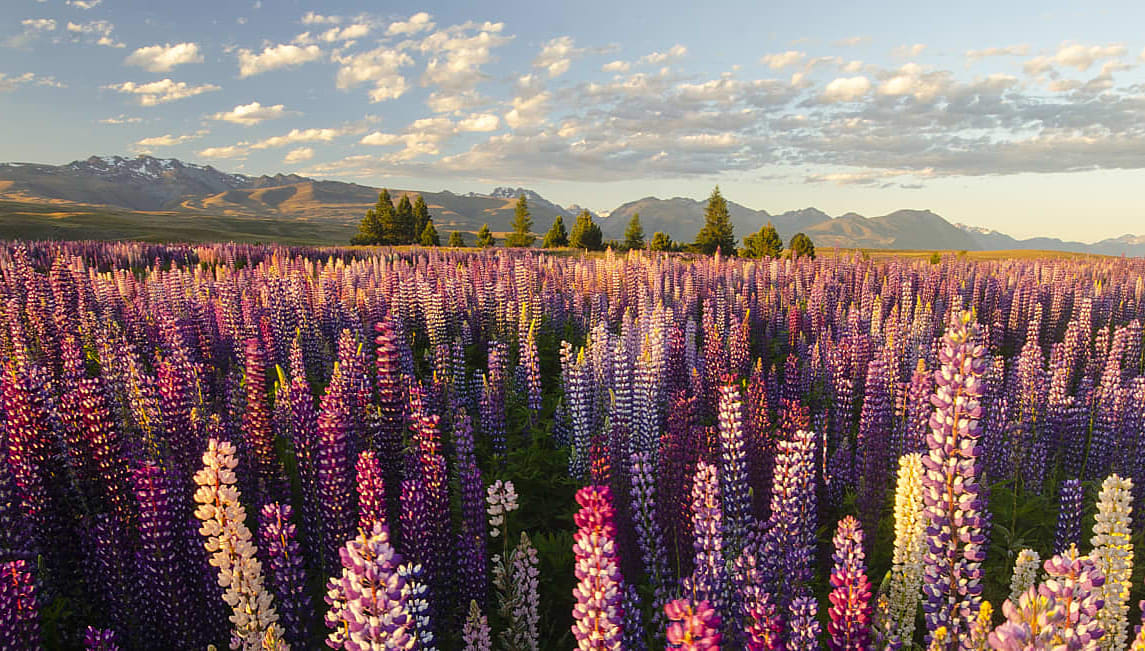 Lupins around Lake Tekapo, New Zealand.