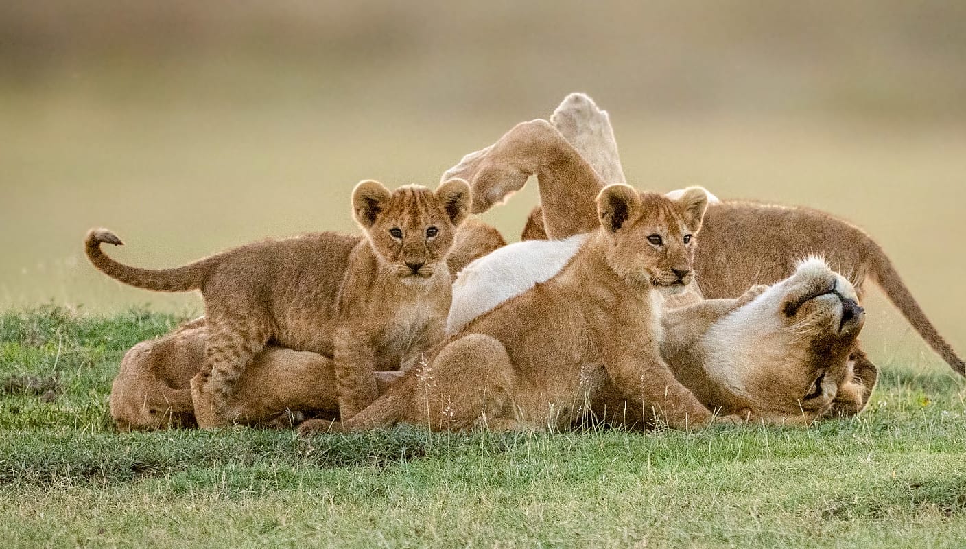 Lioness playing with her cubs at Ngorongoro Conservation Area, Tanzania