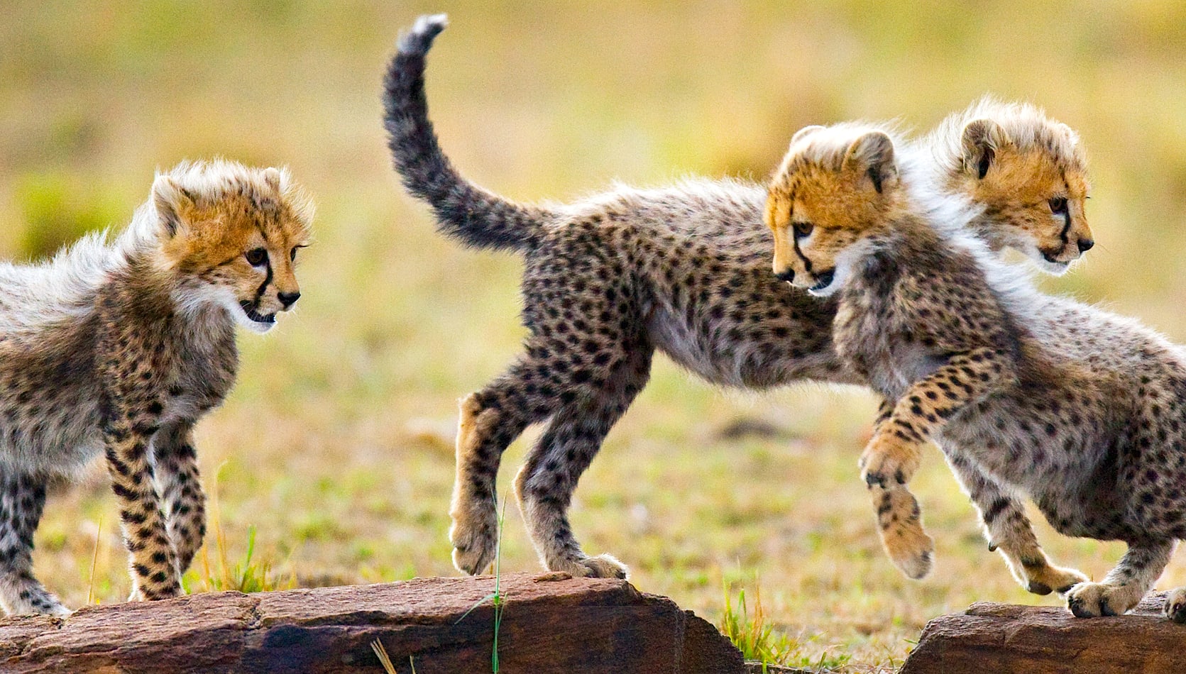 Three cheetah cubs playing in Kruger National Park, South Africa