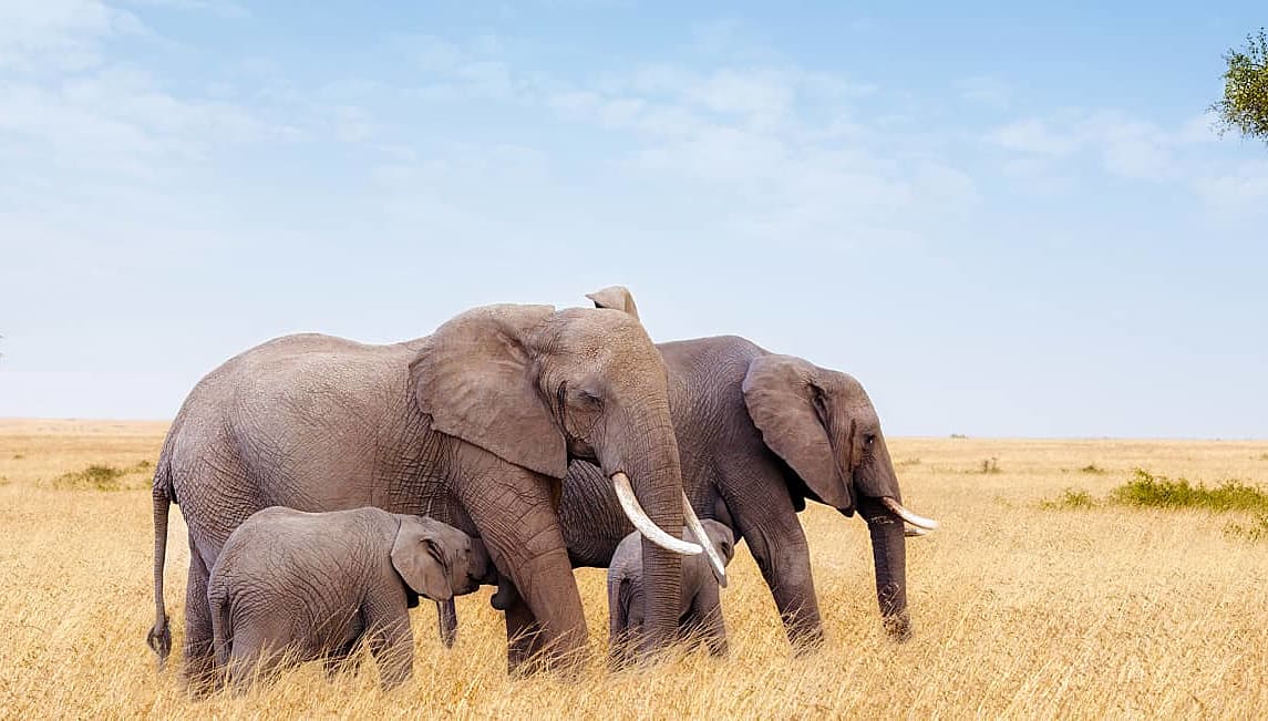Two adult elephants and calves in the grasslands of Masai Mara with acacia trees