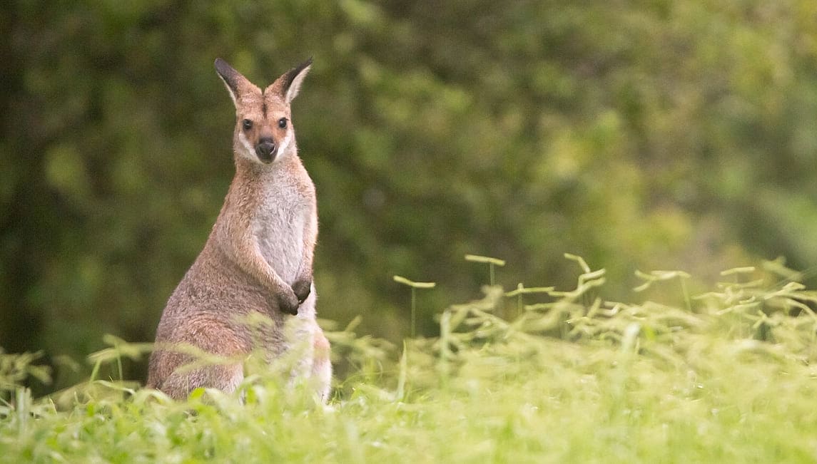 Wallaby in the forest, Australia.