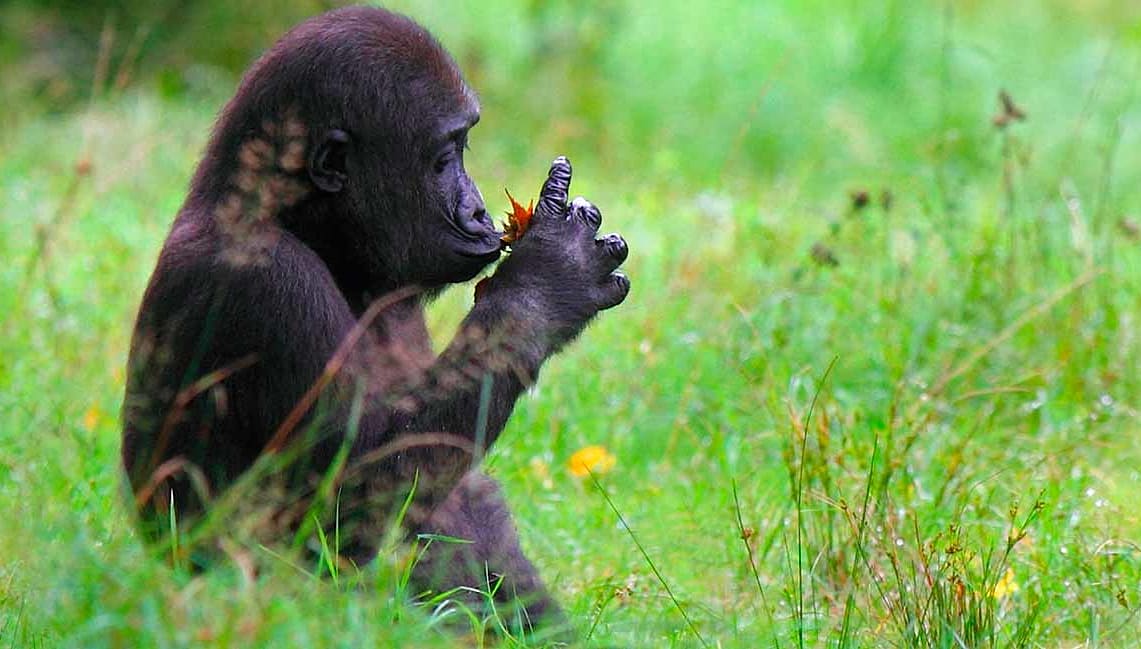 Rwanda Gorilla Trekking and Safari - Gorilla examines flower