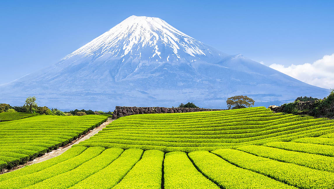 Mount Fuji and tea fields in Japan.