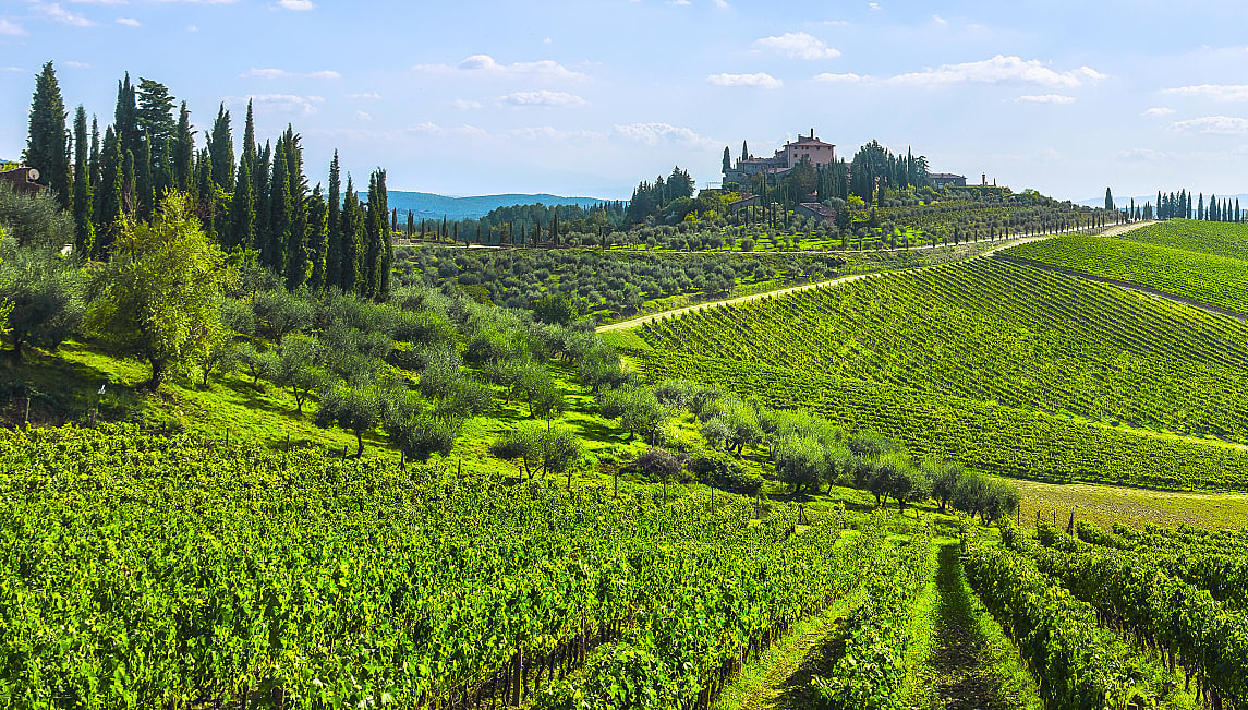 Vineyards on the rolling hills in Chianti, Italy
