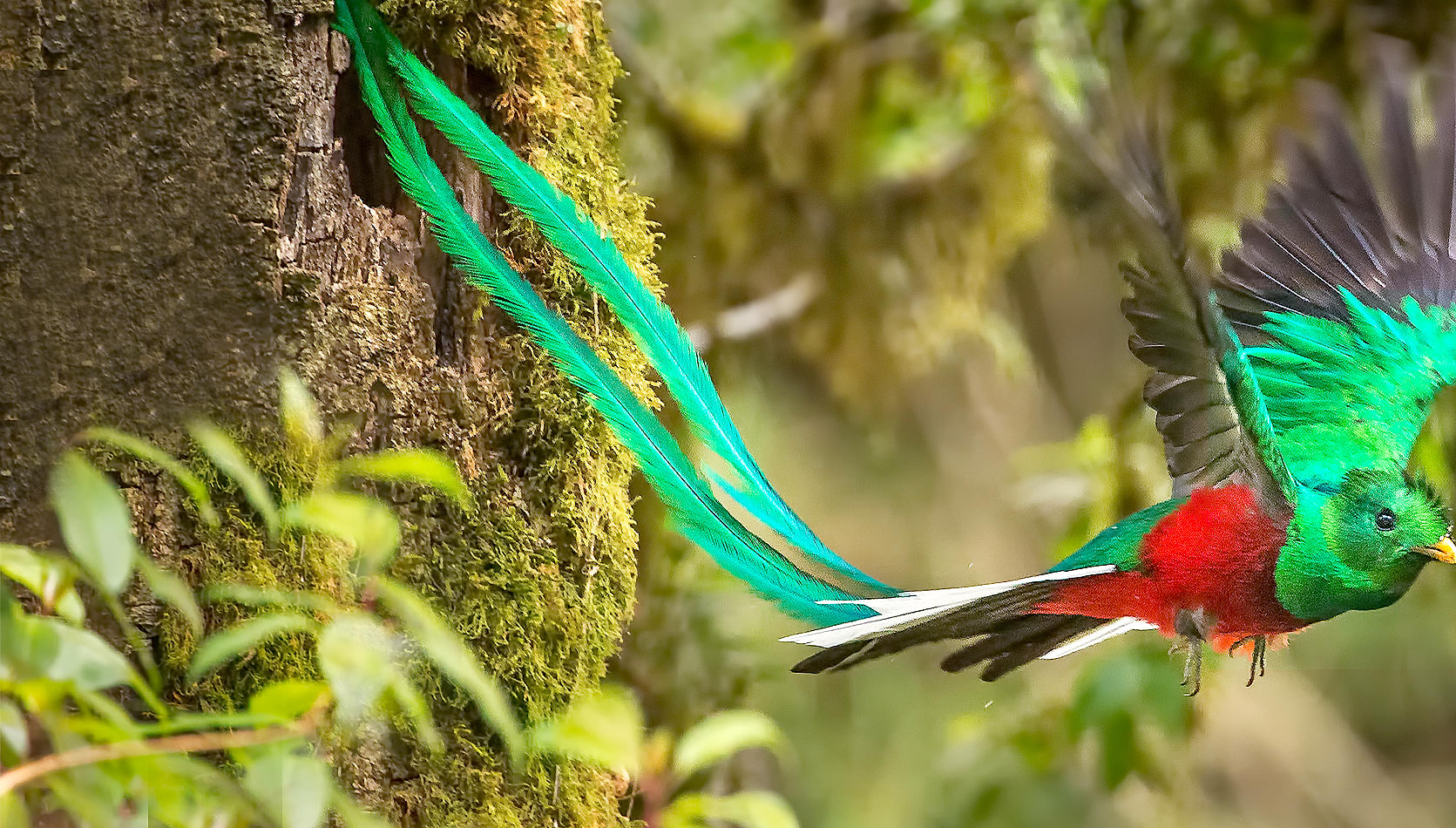 Male Resplendent Quetzal in Flight spotted in Costa Rica.