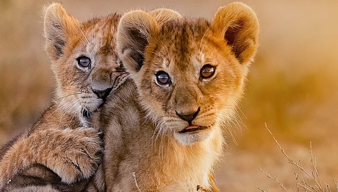 Two lion cubs in Kenya
