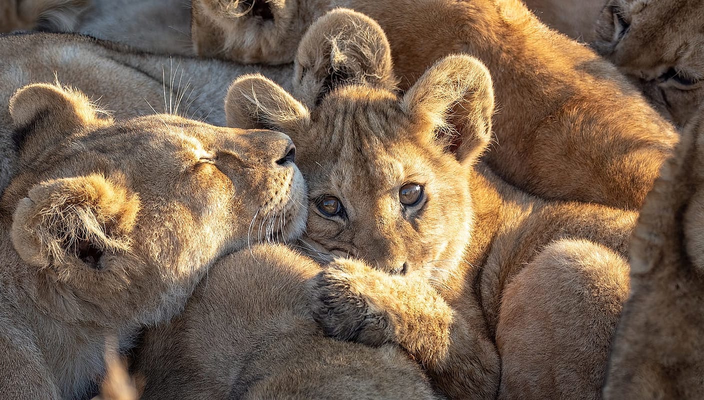 Lion pride in Eastern Serengeti, Tanzania
