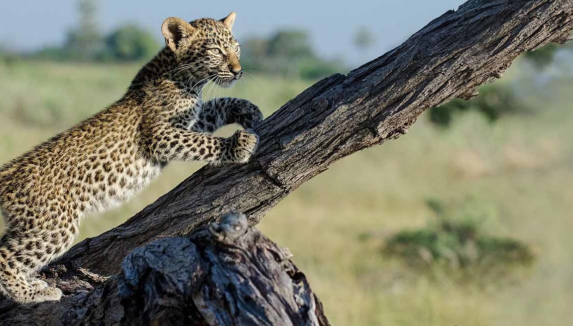 Kenya safari - Leopard cub climbing tree