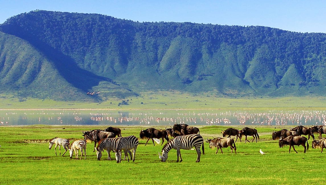 Wildebeests and zebras at Ngorongoro Crater, Tanzania