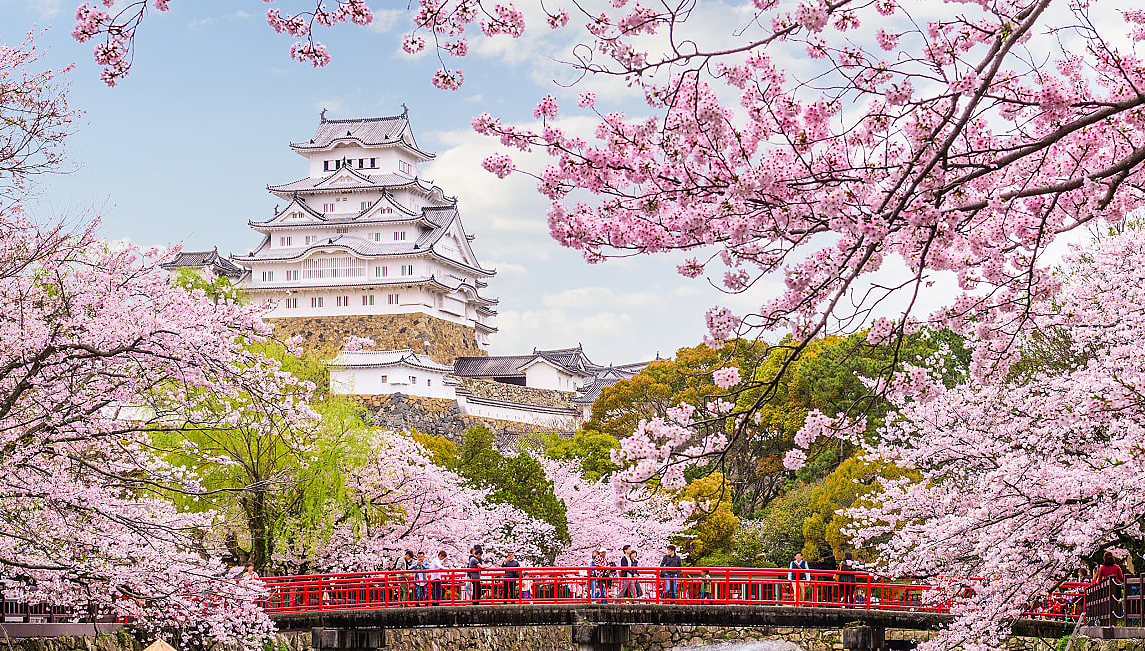 Himeji castle with blooming cherry blossom trees in Japan