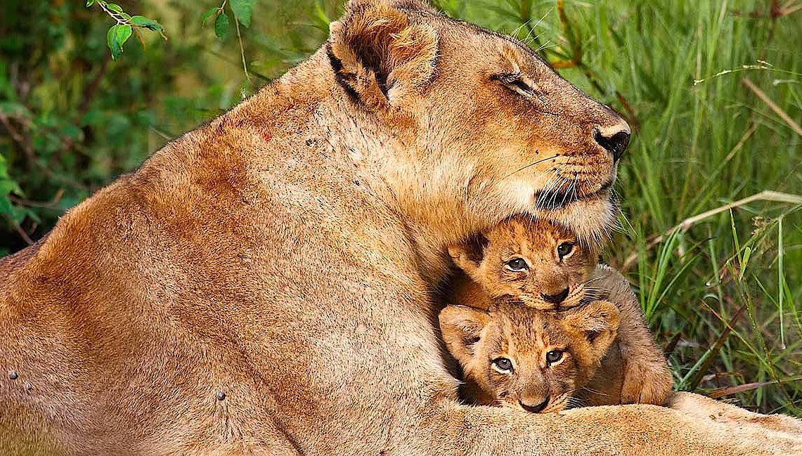 Lioness and her cubs viewed on an African Safari
