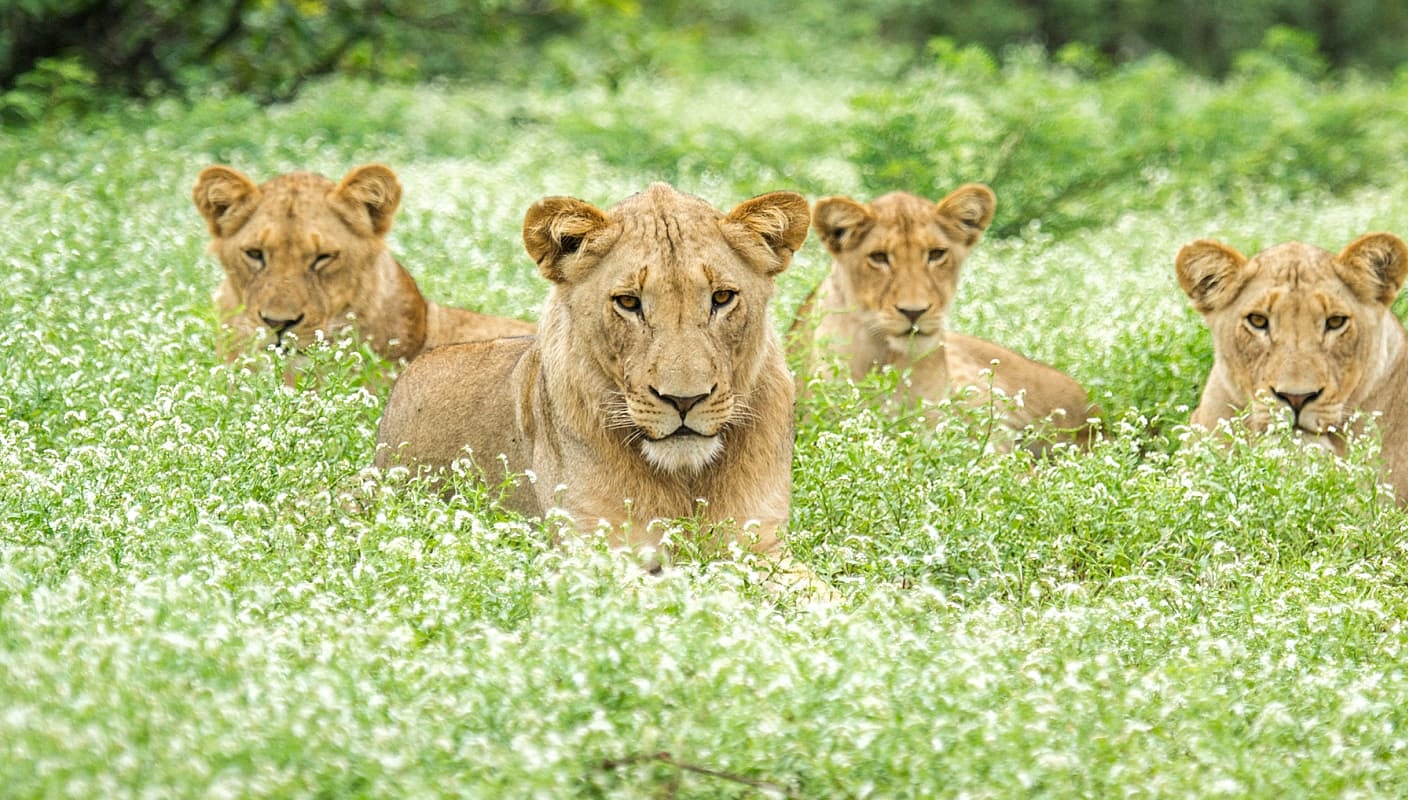 Female Lions in Kruger National Park