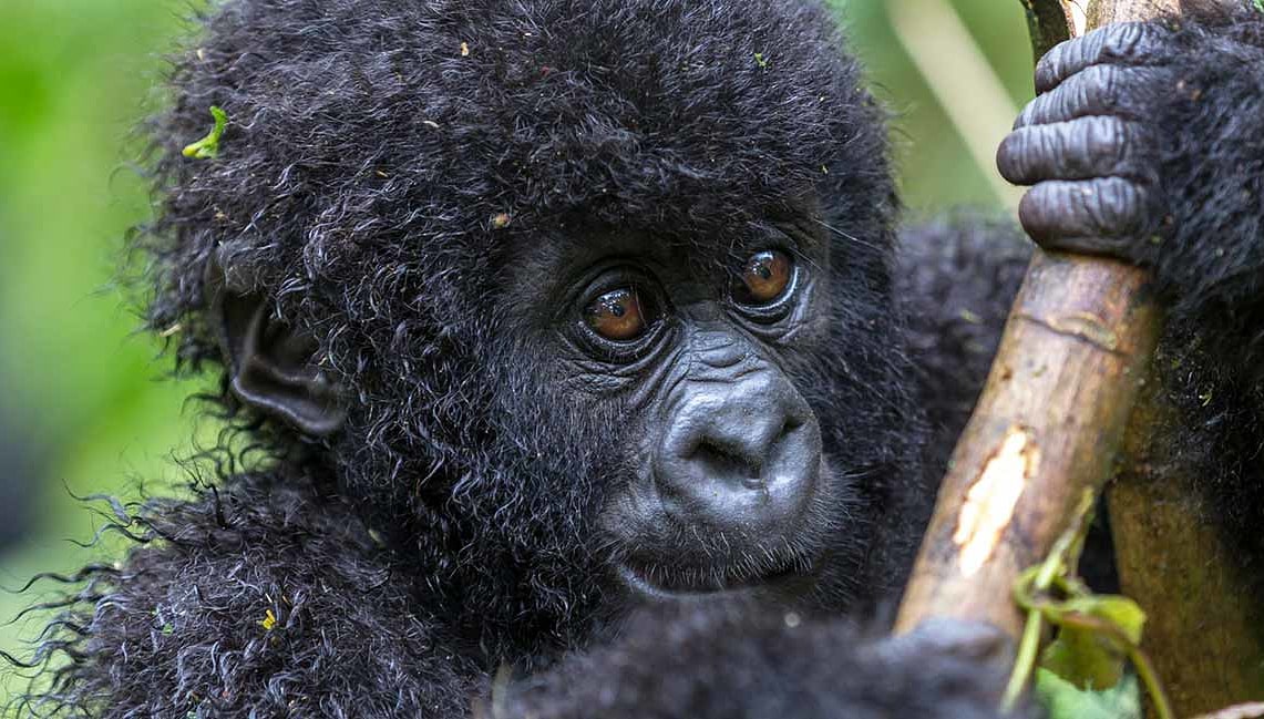 Uganda Safaris - Baby gorilla in Virunga National Park