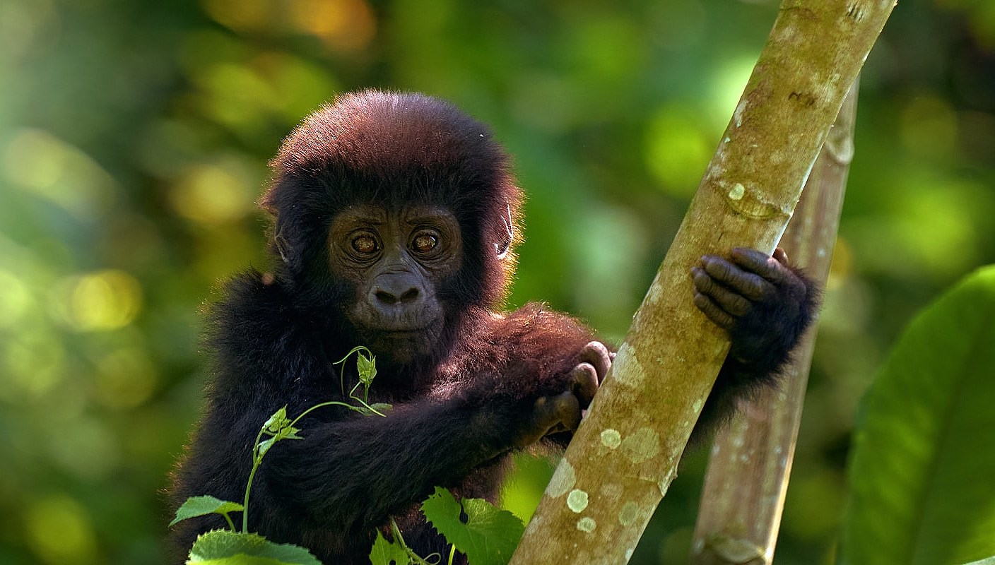 Baby gorilla in Bwindi Impenetrable Forest, Uganda