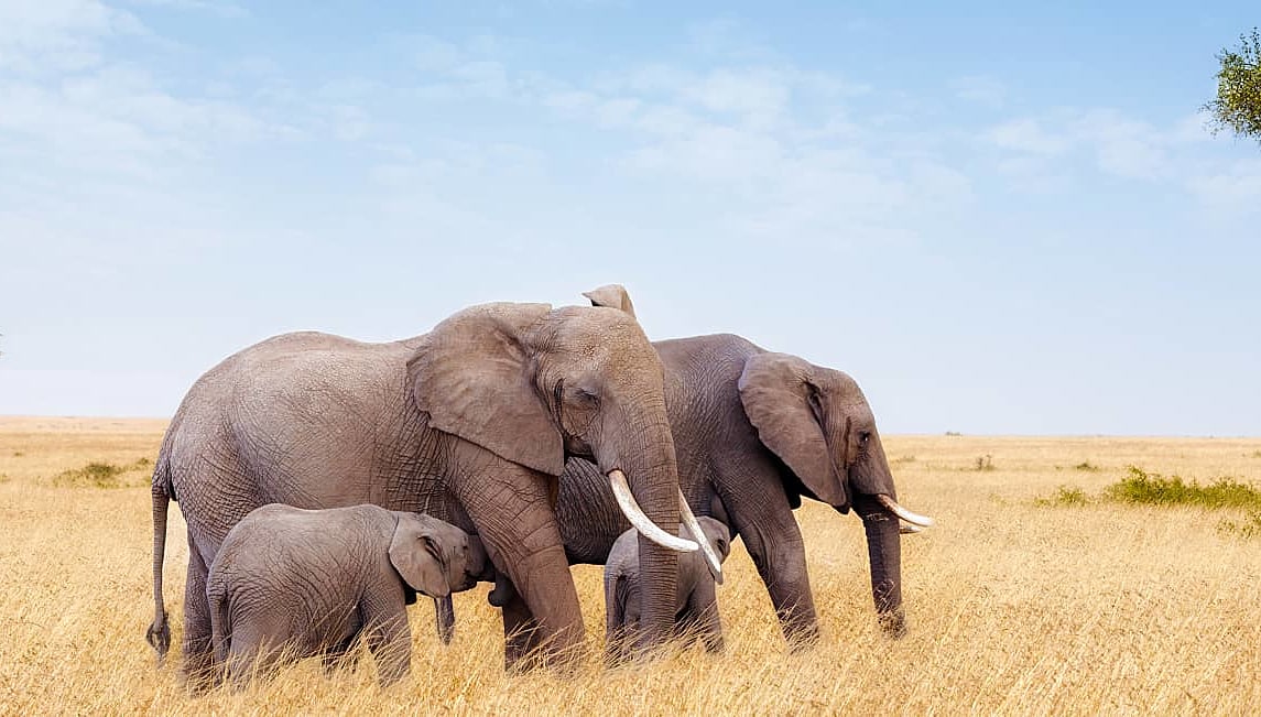 Two adult elephants and calves in the grasslands of Masai Mara with acacia trees