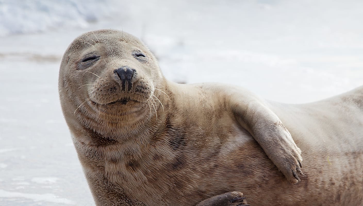 Sea lion in the Galapagos, Ecuador