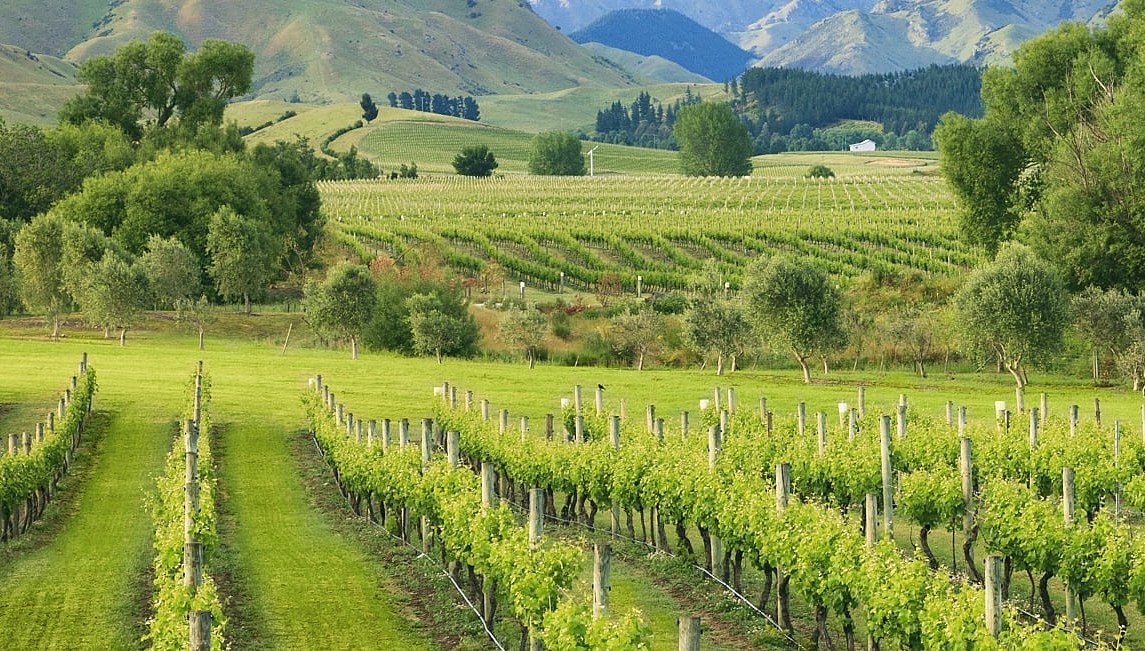 New Zealand Wine Tours - Vineyards in Marlborough