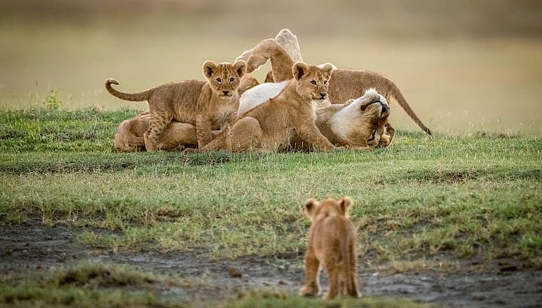 Lioness playing with her cubs at Ngorongoro Conservation Area, Tanzania