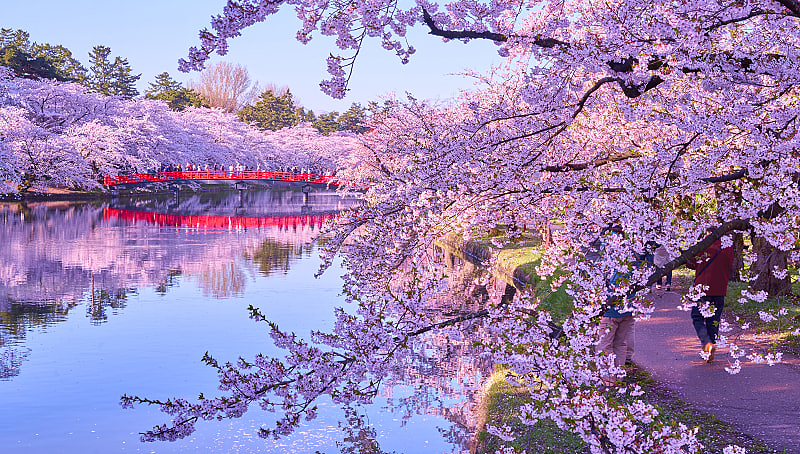 Bridge crossing a river lined with blooming cherry blossoms in Hirosaki Park, Japan