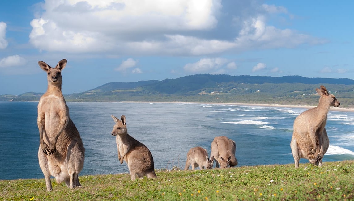 Kangaroos near Emerald Beach in Australia