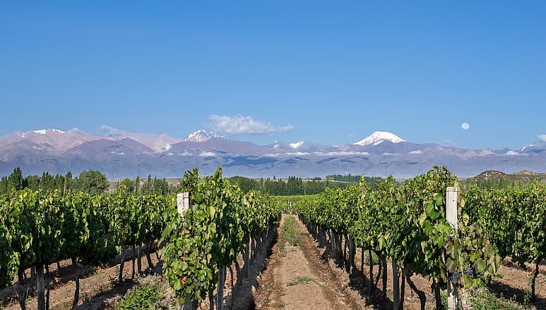 Vineyard and mountains in Mendoza, Argentina