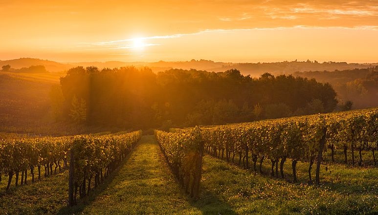 Vineyards at sunrise in Bordeaux, France