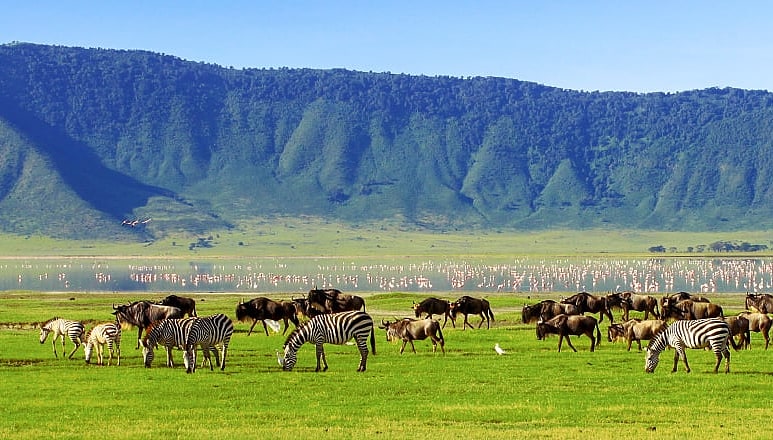 Wildebeests and zebras at Ngorongoro Crater, Tanzania