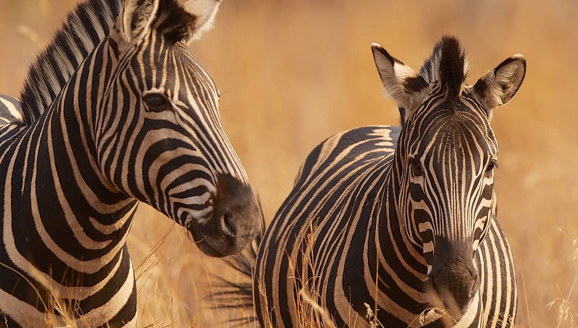 Two zebras in long grass in Masai Mara, Kenya