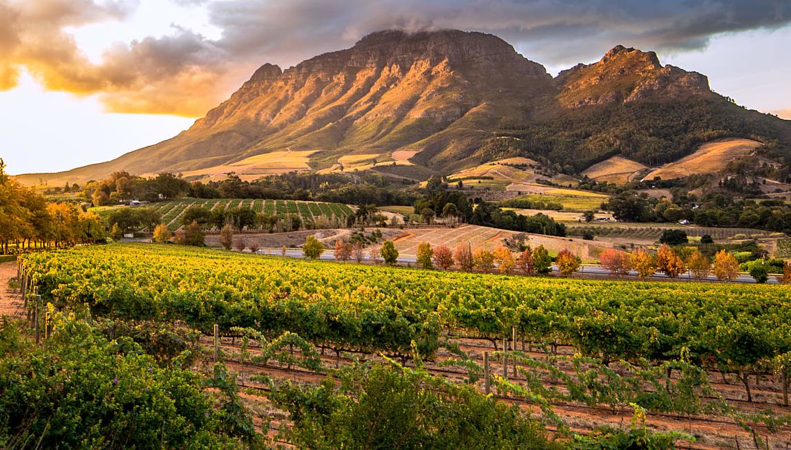 Vineyard in Stellenbosch, South Africa