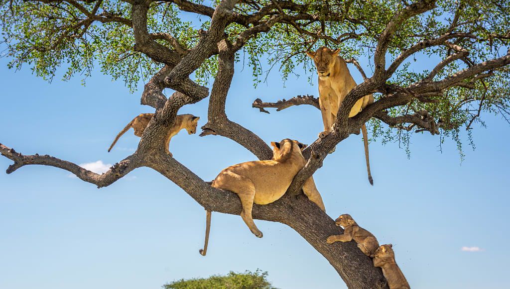 Lioness with cubs hanging out in a tree in the Serengeti, Tanzania