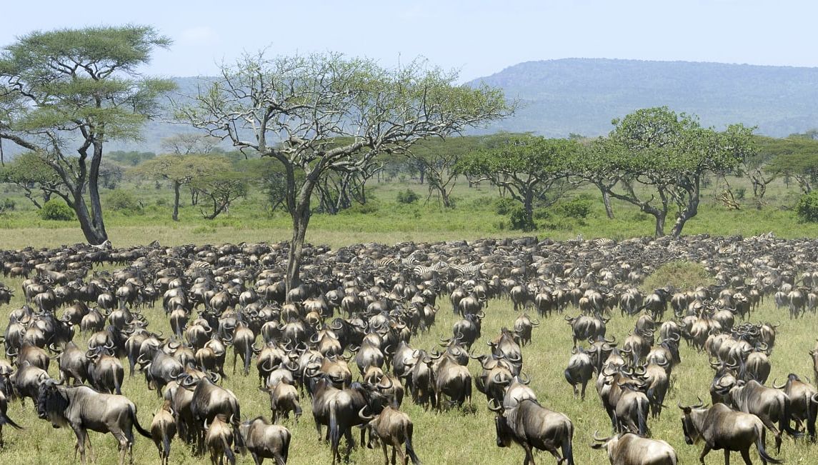 Herd of Blue Wildebeest seen from behind during migration in Serengeti National Park, Tanzania