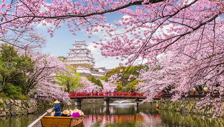 Himeji castle with blooming cherry blossom trees in Japan