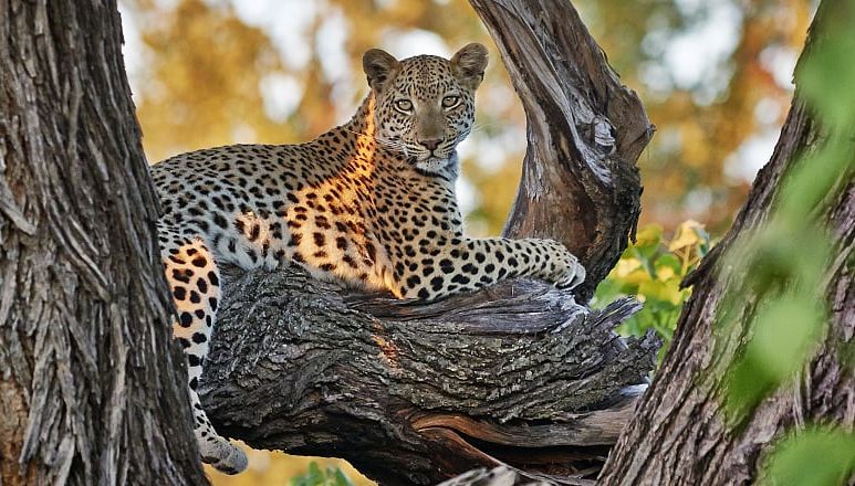 Leopard lounging in a tree in the Okavango Delta
