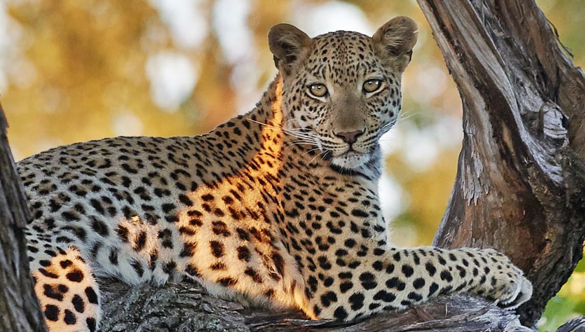 Leopard lounging in a tree in the Okavango Delta