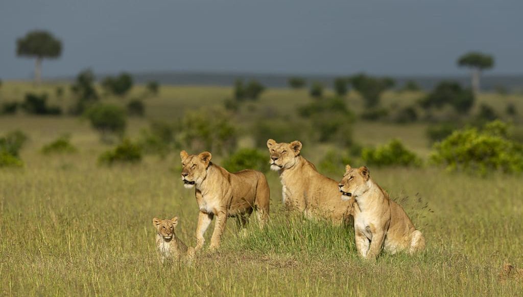 Lions in Maasai Mara National Park, Kenya
