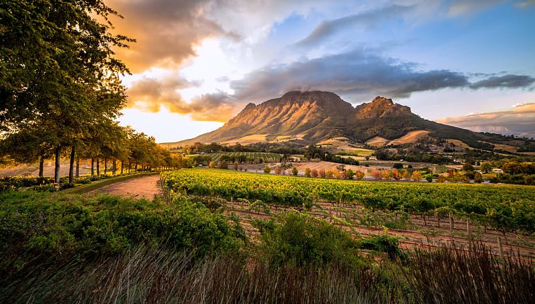 Vineyard in Stellenbosch, South Africa