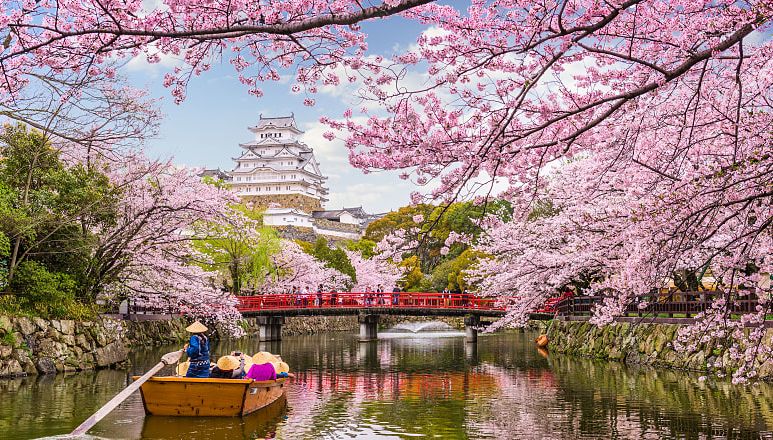 Cherry blossoms at Himeji Castle in Japan