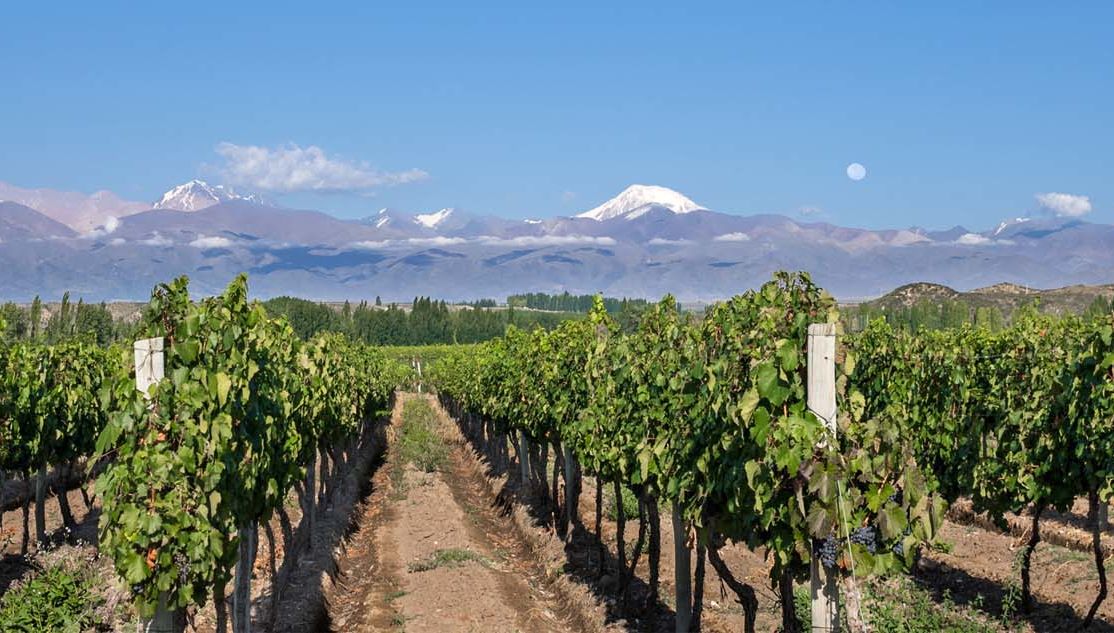 Vineyard and mountains in Mendoza, Argentina