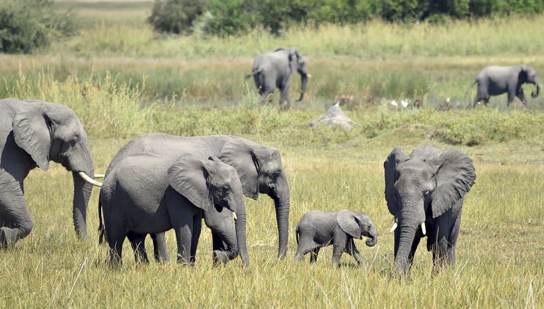 Herd of elephants in Selinda Reserve, Botswana