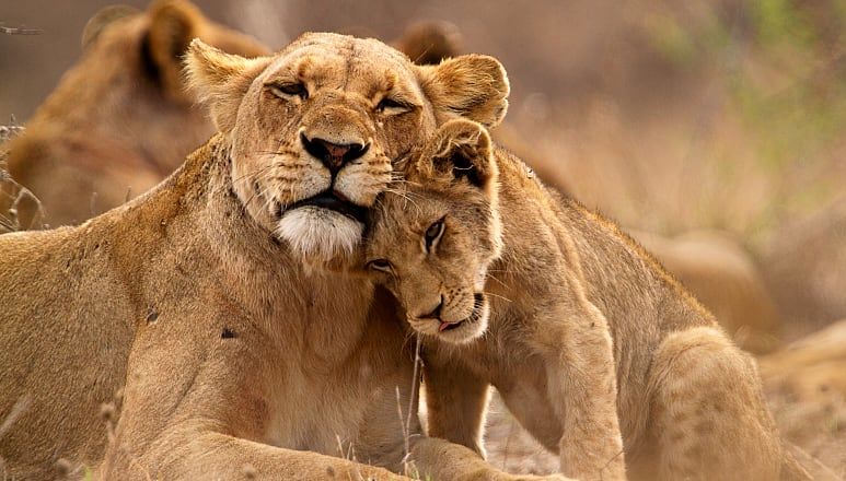 Lioness and her cub in Kruger National Park, South Africa