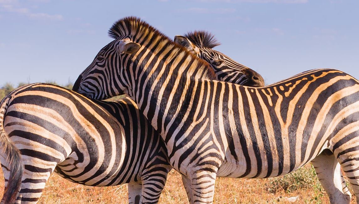 Zebra couple in Kruger National Park