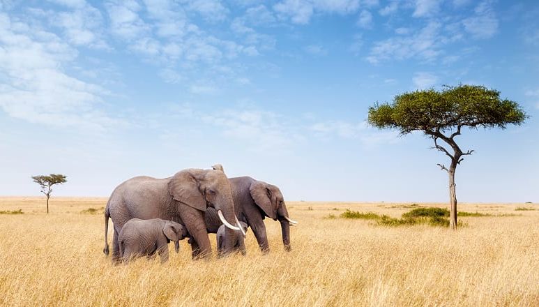 Two adult elephants and calves in the grasslands of Masai Mara with acacia trees