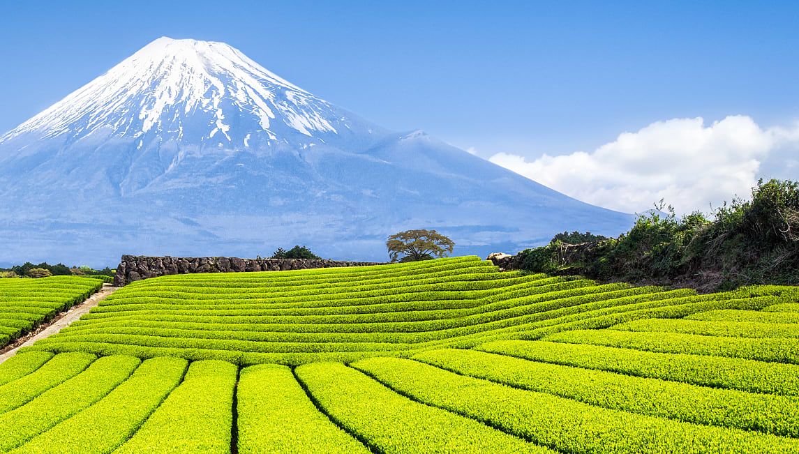 Mount Fuji and tea fields in Japan.