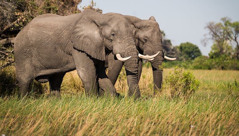 Elephants in the Okavango Delta, Botswana