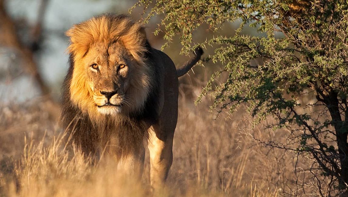 Large male lion in Kgalagadi National Park, South Africa