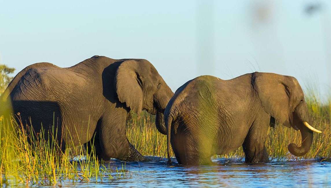 Elephants in the Okavango Delta, Botswana