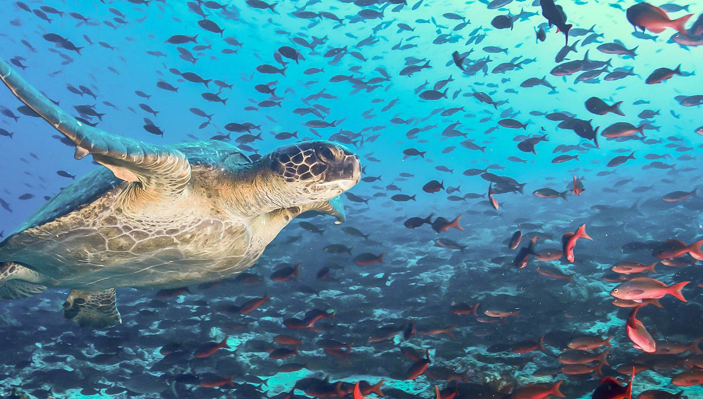 Sea turtle in the Galapagos Islands, Ecuador