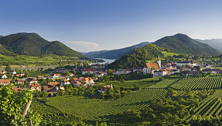 Vineyards surrounding Spitz an der Danau on the Danube river in Austria