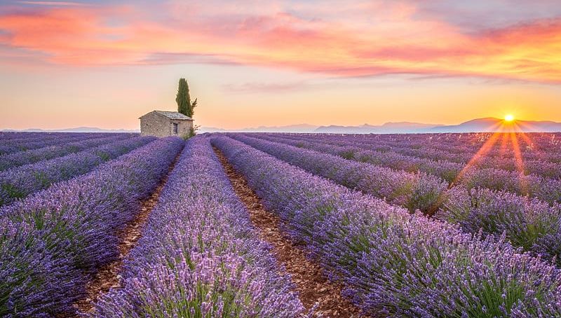 Lavender field in Provence, France