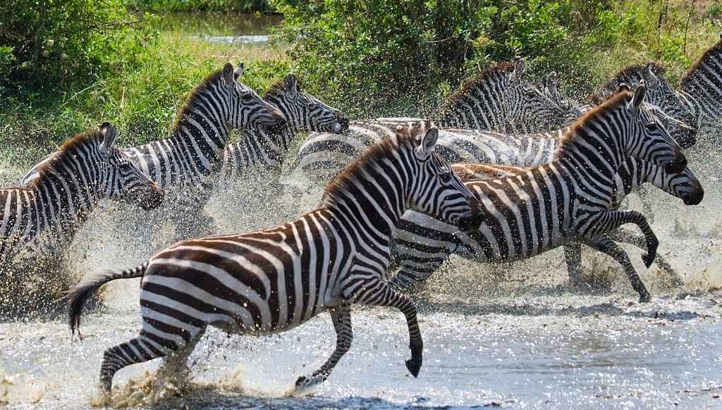 Zebras in Serengeti National Park, Tanzania